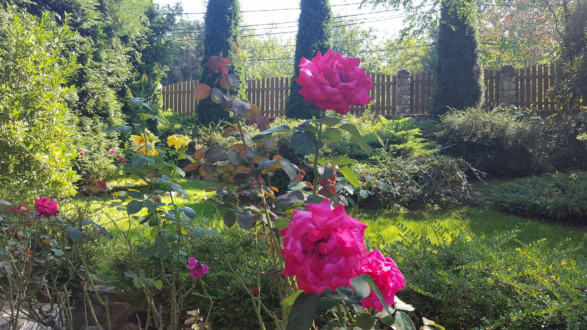 Trandafirii din curtea casei Andreei Marin